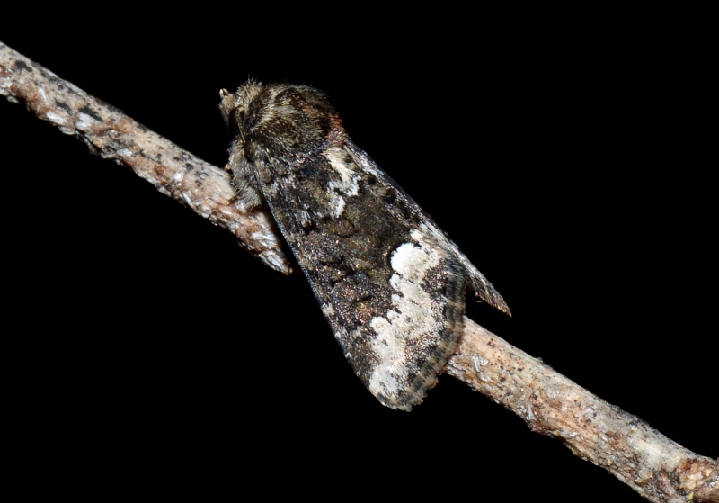 Noctuidae: Oligia strigilis